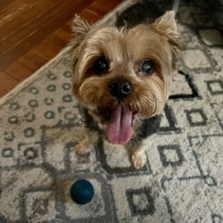 Astoria Animal Society
