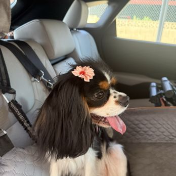 Mexa Groom - Wiggles and her dog seat - Pet Groomers Near Me - Mesa, Arizona Mexa Groom - Wiggles and her dog seat - Pet Groomers Near Me - Mesa, Arizona