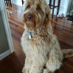 Thank you Wolf for grooming me and making me so Handsome