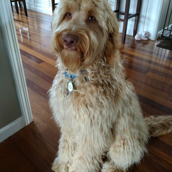 Petco - Thank you Wolf for grooming me and making me so Handsome - Pet Stores Near Me - Stanwood, Washington