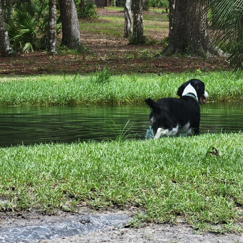 Bark Central Dog Park - Pet Training Near Me - Inverness, Florida Bark Central Dog Park - Pet Training Near Me - Inverness, Florida