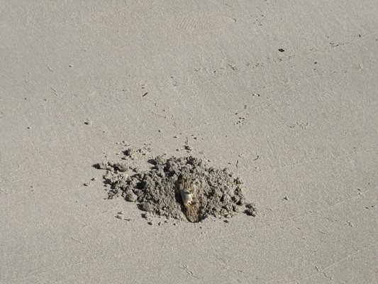 Maho Bay Beach by null