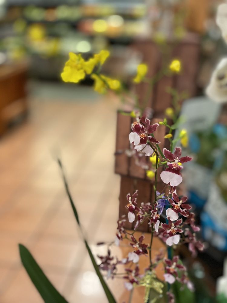 THE FRESH MARKET Updated September 2024 229 Photos & 54 Reviews