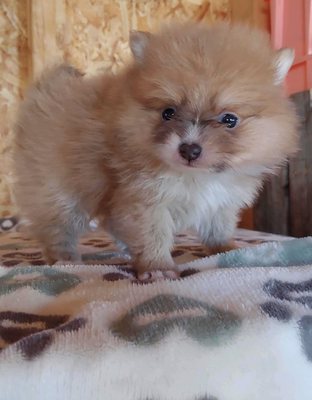 alamo dog and cat vet