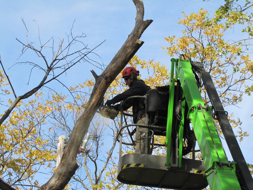 Tree Trust - tree service in Saint Paul, MN