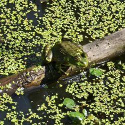 Stella Olson Memorial Park - Pickle the frog