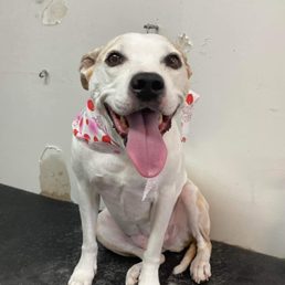 Happy girl after grooming. Happy girl after grooming.