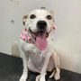 Photo of Paws Place Grooming