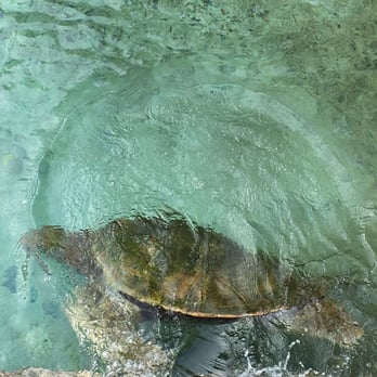 Coral World Ocean Park - Aquariums Near Me - St Thomas, Virgin Islands Coral World Ocean Park - Aquariums Near Me - St Thomas, Virgin Islands