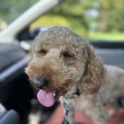 Tiffany's Pet Salon - Tyson is happy with his cut