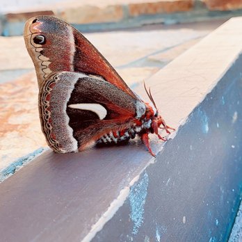 Paso Picacho Picnic and Campgrounds - Kaiju aka Mothra - Campgrounds Near Me - Descanso, California Paso Picacho Picnic and Campgrounds - Kaiju aka Mothra - Campgrounds Near Me - Descanso, California