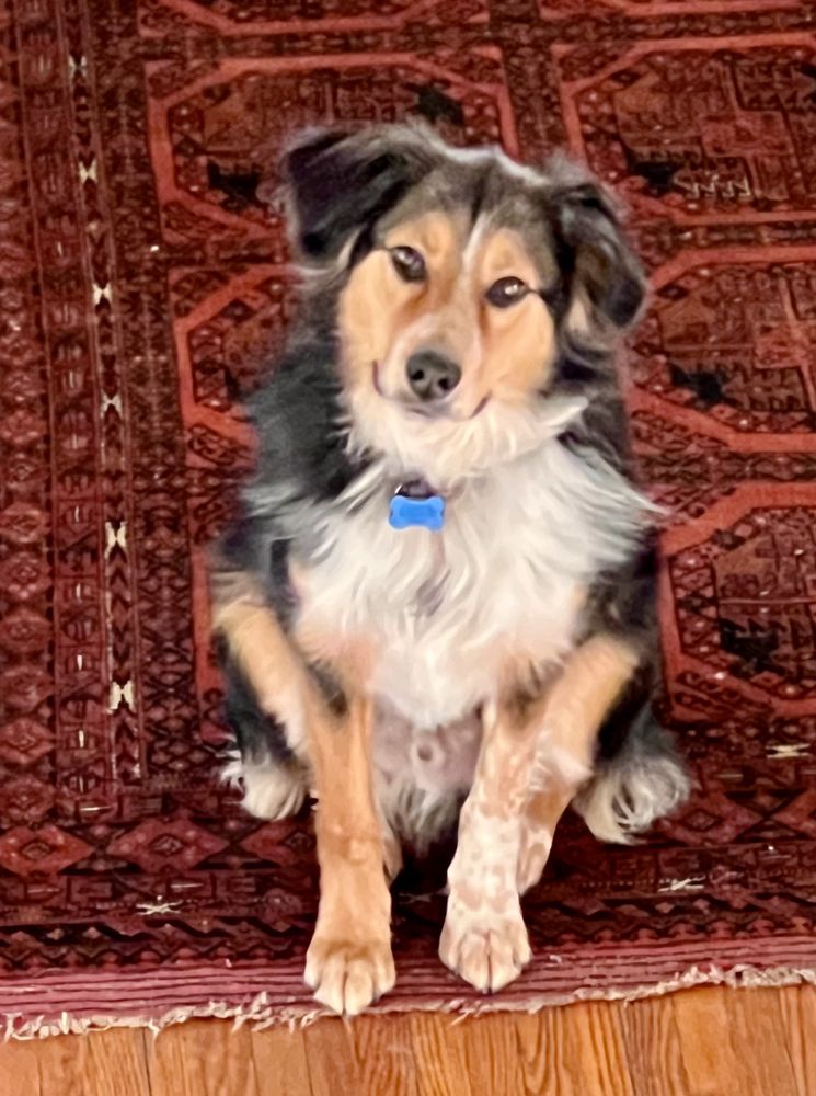 NATURAL BREED KENNELS RESORT Updated September 2024 21 Photos