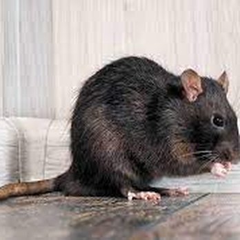 Merrill Pest Solutions - Roof Rat - Pest Control Near Me Merrill Pest Solutions - Roof Rat - Pest Control Near Me