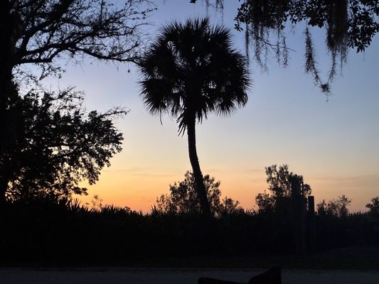 Kissimmee Prairie Preserve State Park by null