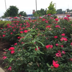 Tarrant County - Beautiful roses right outside of the building