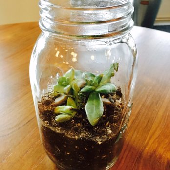 Bellden Cafe - Cute succulent in a jar - Coffee & Tea Near Me - Bellevue, Washington Bellden Cafe - Cute succulent in a jar - Coffee & Tea Near Me - Bellevue, Washington