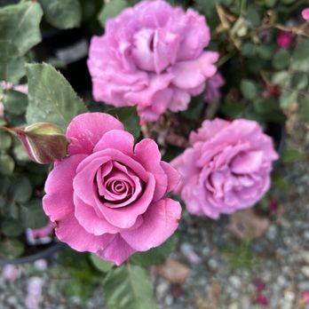 Capitol Wholesale Nursery - Nurseries & Gardening Near Me - San Jose, California