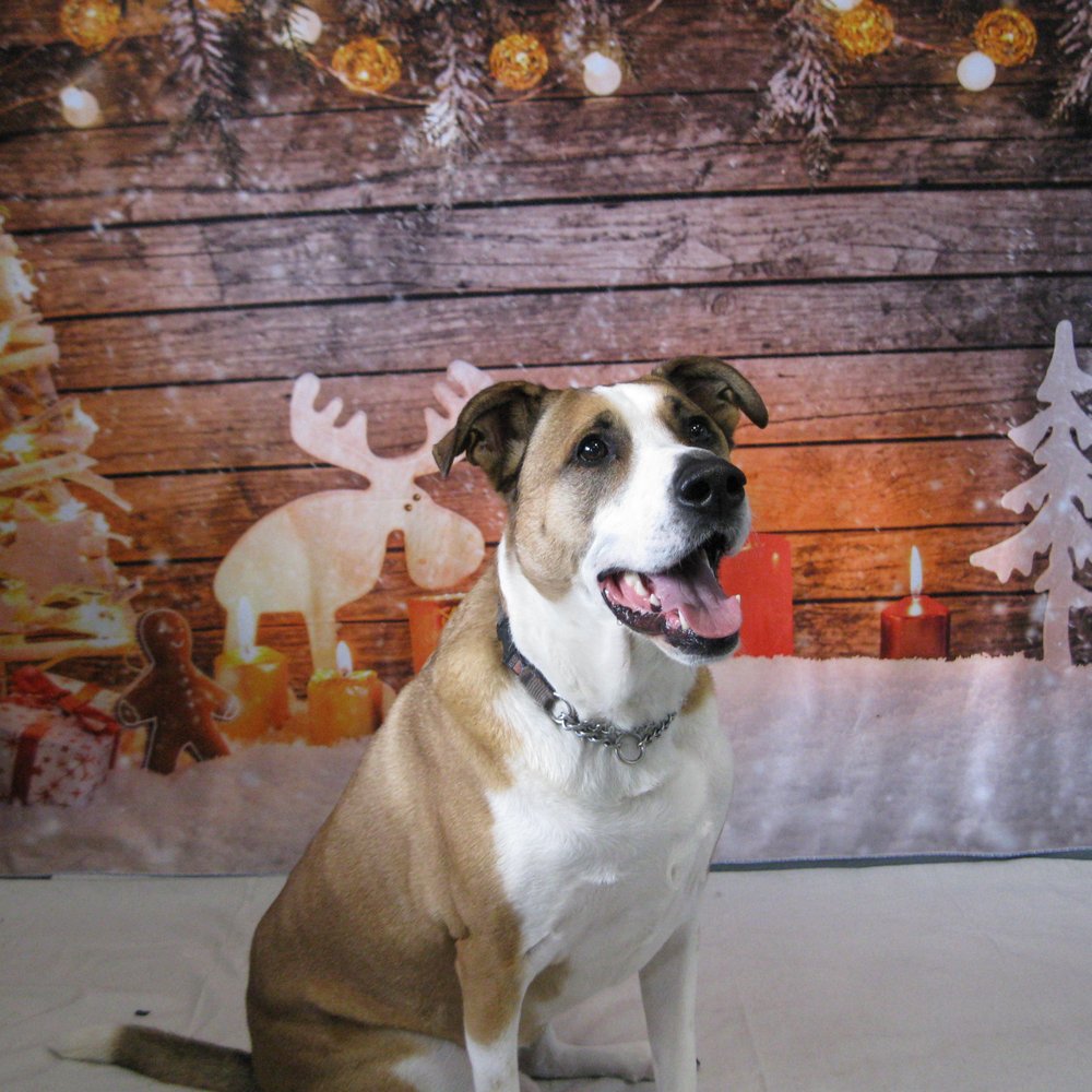Cooper Mountain Kennel - Christmas photo shoot at Cooper Mountain Kennel - Pet Groomers Near Me - Beaverton, Oregon Cooper Mountain Kennel - Christmas photo shoot at Cooper Mountain Kennel - Pet Groomers Near Me - Beaverton, Oregon