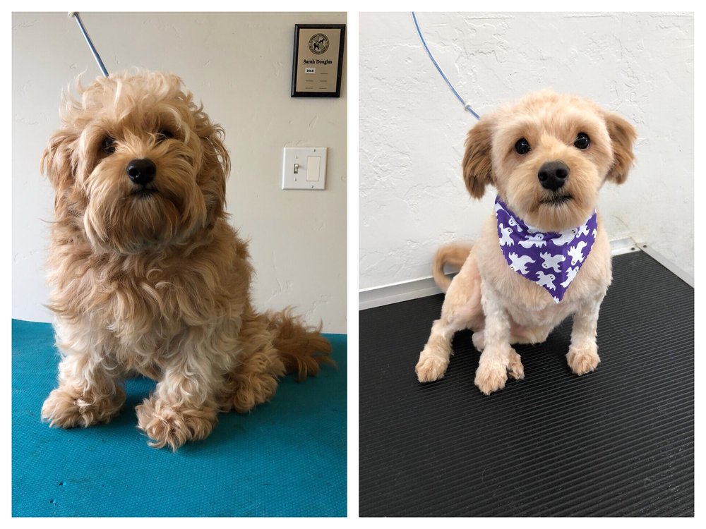 SCRUBAPUP 105 Photos & 139 Reviews Pet Groomers 119 W 25th Ave