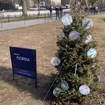 National Christmas Tree - Ornaments Look Strong. Tree just needs attention. - Local Flavor Near Me - Washington, DC, District of Columbia National Christmas Tree - Ornaments Look Strong. Tree just needs attention. - Local Flavor Near Me - Washington, DC, District of Columbia