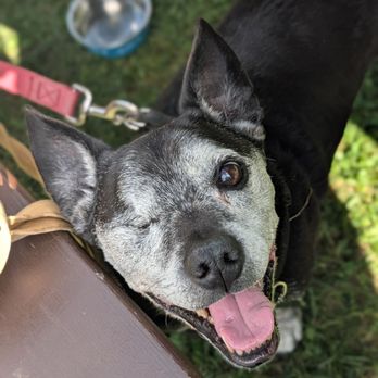 Millennium Park - Che, my friend's dog, enjoying the park and his photo being taken - Parks Near Me - Peterborough, Ontario