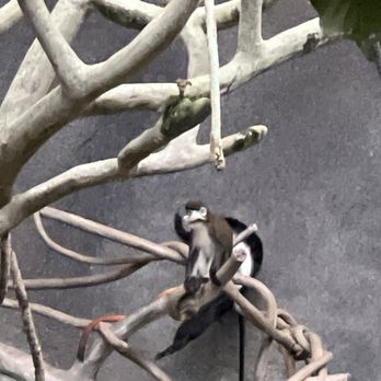 Brookfield Zoo Chicago - Monkeys - Zoos Near Me - Brookfield, Illinois