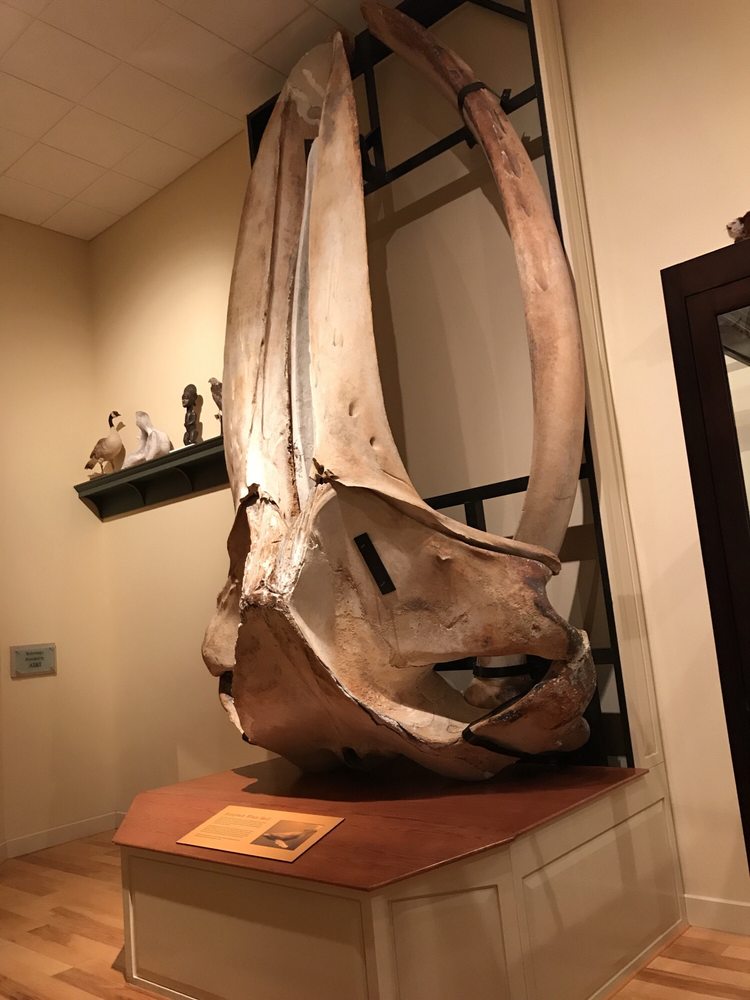 Mayborn Museum 100 Photos & 49 Reviews Museums 1300 S University