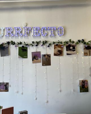 Purrfecto Cat Lounge by null