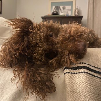 Domino Schnoodles - Pet Breeders Near Me Domino Schnoodles - Pet Breeders Near Me