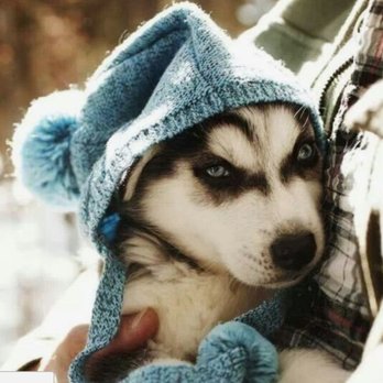 Snow Drift Kennels - Pet Stores Near Me Snow Drift Kennels - Pet Stores Near Me