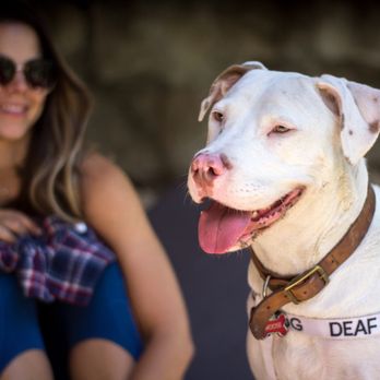 Dog Guru - Pet Training Near Me Dog Guru - Pet Training Near Me