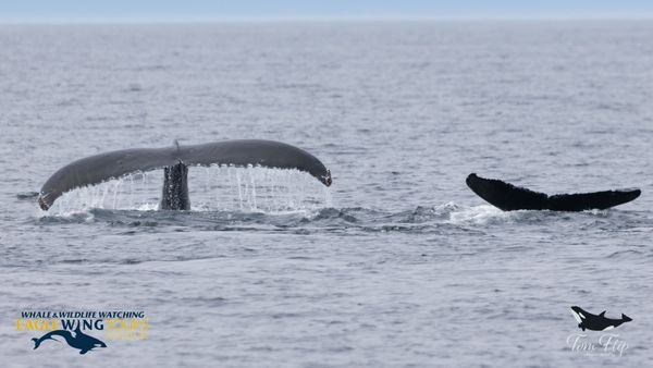 Eagle Wing Whale & Wildlife Tours by null