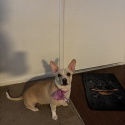 The Grooming Shop - Chihuahua beagle
