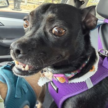 Euphuria Pet Salon - Sally is always happy after getting pampered by Michelle! - Pet Stores Near Me - North Hollywood, California