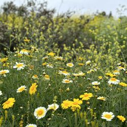 Aliso & Wood Canyons Wilderness Park - Happiness that can only be experienced in nature