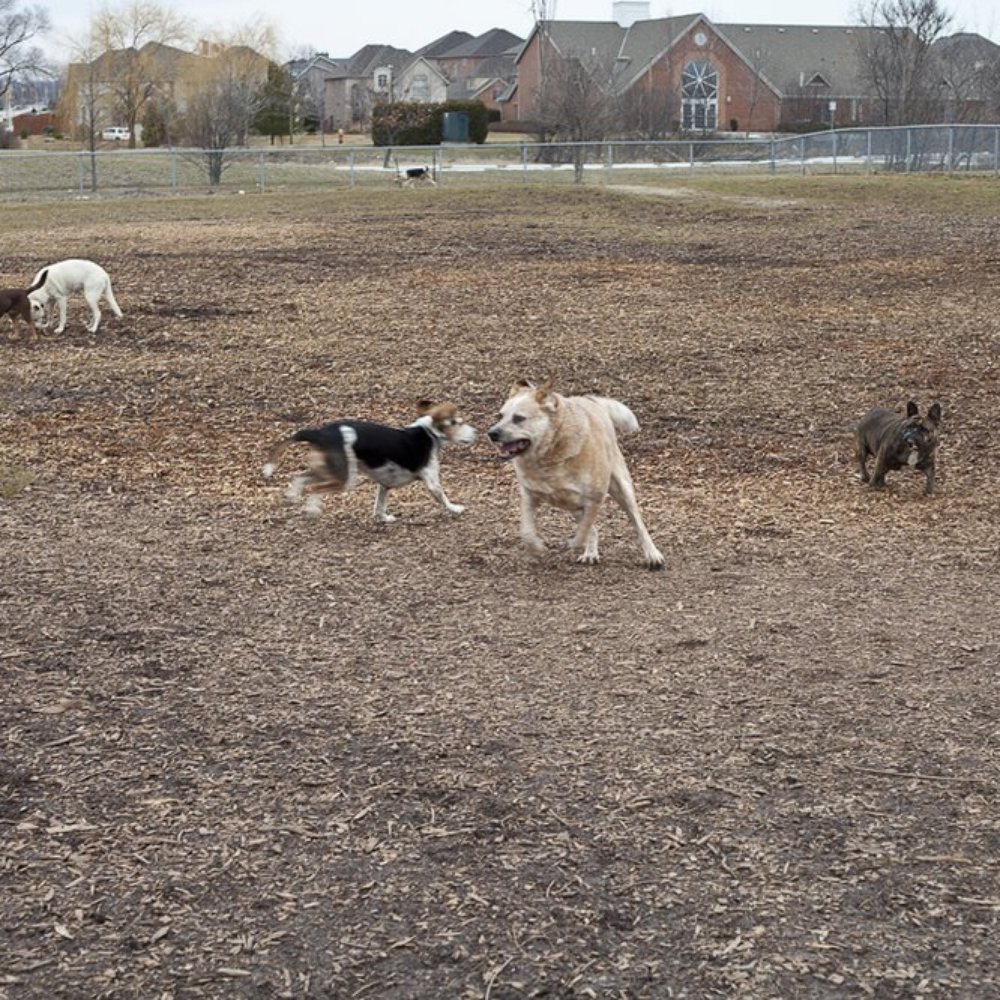 Glenashton Park - Dog Park - Dog Parks Near Me - Oakville, Ontario