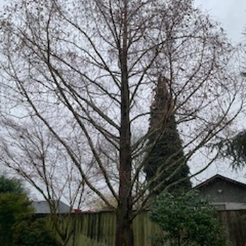 M&R Tree services - Before tree removal - Tree Services Near Me - Vancouver, Washington M&R Tree services - Before tree removal - Tree Services Near Me - Vancouver, Washington
