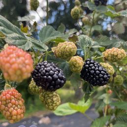 Blackberry bushes Blackberry bushes