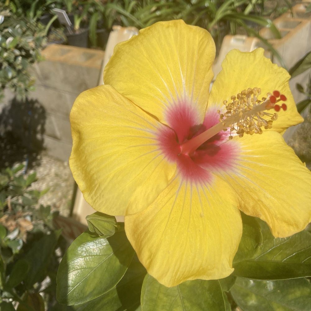Jupiter Farms Nursery - Yellow flower - my favorite - Landscaping Near Me - Jupiter, Florida Jupiter Farms Nursery - Yellow flower - my favorite - Landscaping Near Me - Jupiter, Florida
