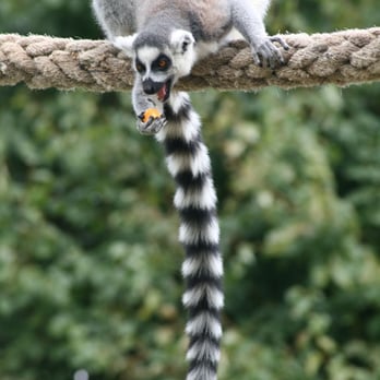 Wingham Wildlife Park - Zoos Near Me - Canterbury, KEN
