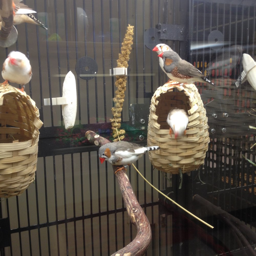 PetSmart - Finches - Pet Stores Near Me - Simi Valley, California PetSmart - Finches - Pet Stores Near Me - Simi Valley, California