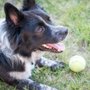 Photo of Valley Dog Training