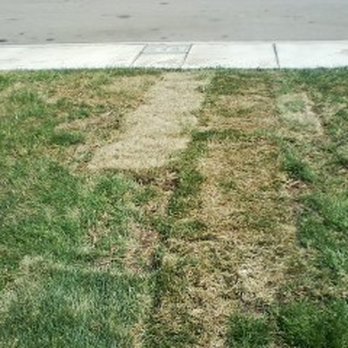 A1 Tree and Landscape - Brown dead pieces are the "new sod" added two days after installed. - Tree Services Near Me