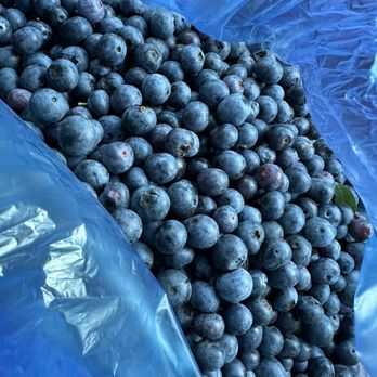 Moorhead's Blueberry Farm - Blueberries - Pick Your Own Farms Near Me - Conroe, Texas Moorhead's Blueberry Farm - Blueberries - Pick Your Own Farms Near Me - Conroe, Texas