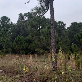 Miramar Pineland Park - More jungle - Parks Near Me - Miramar, Florida