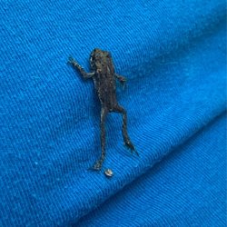 Minnekhada Regional Park - Toadlet