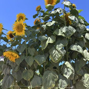 Centennial Farm - Venues & Event Spaces Near Me - Costa Mesa, California