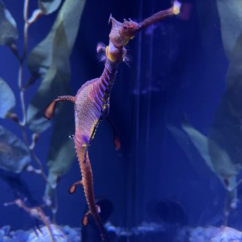 Ripley’s Aquarium - Aquariums Near Me - Myrtle Beach, South Carolina Ripley’s Aquarium - Aquariums Near Me - Myrtle Beach, South Carolina