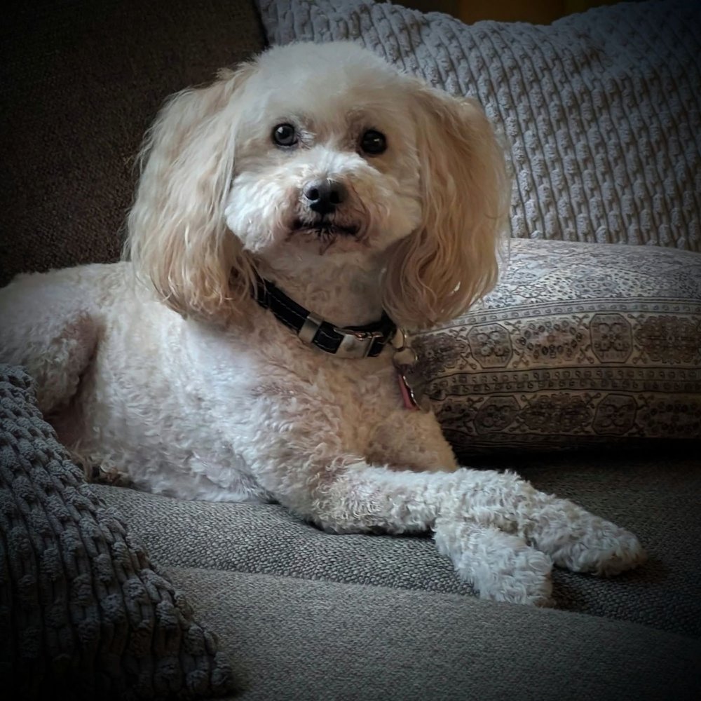 Pure Joy Pet Salon - My dog Luke - Pet Groomers Near Me - Atwater, California Pure Joy Pet Salon - My dog Luke - Pet Groomers Near Me - Atwater, California