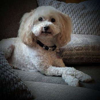 Pure Joy Pet Salon - My dog Luke - Pet Groomers Near Me - Atwater, California Pure Joy Pet Salon - My dog Luke - Pet Groomers Near Me - Atwater, California